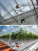 Invernaderos Tropicales de Policarbonato PC y Sistemas de Cultivo Hidropónico Comercial para Tomate, Lechuga y Fresa
