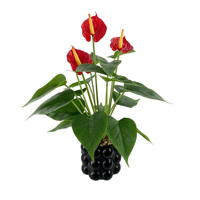 Plante artificielle de luxe moderne en PE, style Ins, fausse fleur d'anthurium en pot, verdure artificielle pour salon, table basse, Noël