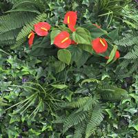 Tanaman buatan daun hijau, 100*100cm kualitas tinggi bunga merah dinding rumput Anthurium untuk dekorasi dalam dan luar ruangan