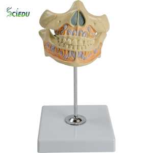SCIEDU Dientes deciduos 2 piezas Modelo de <span class=keywords><strong>dentadura</strong></span> de anatomía humana Modelo de alternancia de dientes deciduos y permanentes - Product Image 1