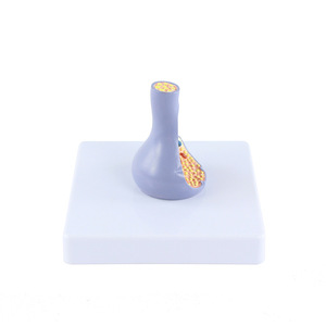 Modèle de structure synaptique en PVC pour l'enseignement médical, <span class=keywords><strong>la</strong></span> biologie, <span class=keywords><strong>la</strong></span> <span class=keywords><strong>neurosciences</strong></span>, modèle d'affichage éducatif - Product Image 4