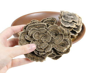 DETAN High Quality Organic <strong>Turkey</strong> Tail Mushroom Dried <strong>Turkey</strong> Tail