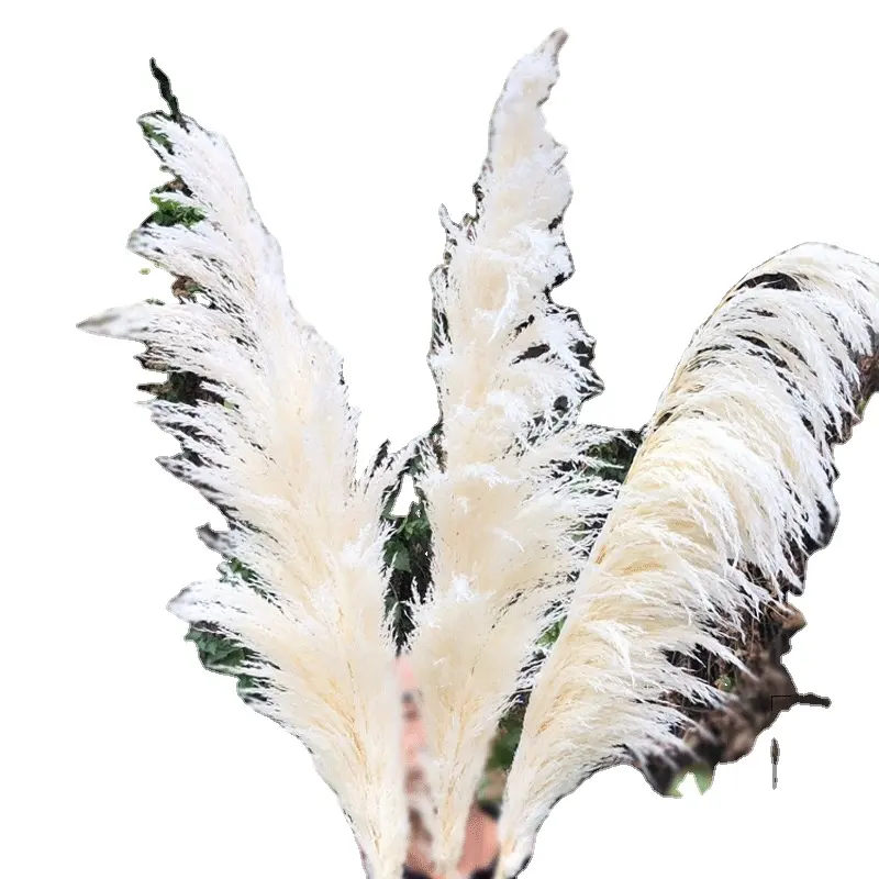 Natural big pampas grass fluffy feather flower reed plumes for wedding party home decoration