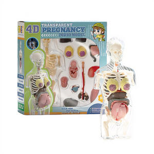 Ensemble de jouets anatomiques pour femmes enceintes, modèle d'organes du <span class=keywords><strong>corps</strong></span> <span class=keywords><strong>humain</strong></span>, <span class=keywords><strong>squelette</strong></span>, aides pédagogiques médicales, jouets éducatifs pour enfants - Product Image 1