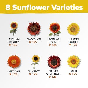 Home Grown 1000 + Paquets de <span class=keywords><strong>tournesol</strong></span> 8 variétés de nains sauvages Lemon Queen Autumn Beauty Sunspot Velvet Valentine's Day - Product Image 2