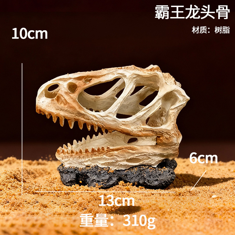 Crâne de tyrannosaure rex