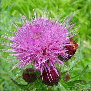 Ekstrak Silymarin Susu Thistle Harga terbaik/ekstrak susu organik kualitas tinggi - Product Image 2