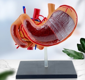 Enseignement médical Modèle d'organe humain Modèle d'anatomie <span class=keywords><strong>de</strong></span> structure d'<span class=keywords><strong>estomac</strong></span> assemblé en 4D Modèle d'anatomie <span class=keywords><strong>de</strong></span> <span class=keywords><strong>l</strong></span>'<span class=keywords><strong>estomac</strong></span> - Product Image 3