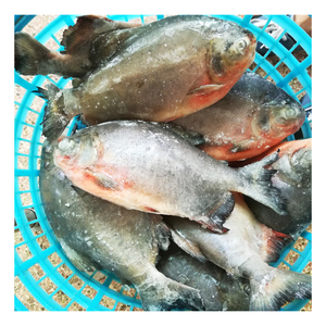 Pomfret Rojo Congelado de Buena Calidad, Entero, IQF, 10 kg, Tamaño 300-500 g, 500-800 g, <span class=keywords><strong>Pacu</strong></span> Rojo para África con Precio Competitivo - Product Image 2