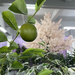Surtido de gran oferta impermeable pequeño árbol de limón artificial para decoración de jardín - Product Image 4