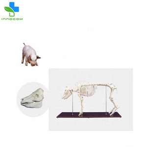 Herramienta de entrenamiento anatómico animal médico modelo de <span class=keywords><strong>esqueleto</strong></span> de <span class=keywords><strong>cerdo</strong></span> de PVC de tamaño Natural - Product Image 4