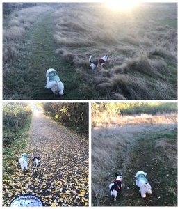 Guinzaglio retrattile per animali domestici con brevetto a 360 gradi Zero a doppio bloccaggio riflettente guinzaglio per cani - Product Image 5