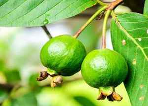 سعر تنافسي ورقة الجوافة الشاي الجوافة أوراق الجوافة كلها المجففة - Product Image 3