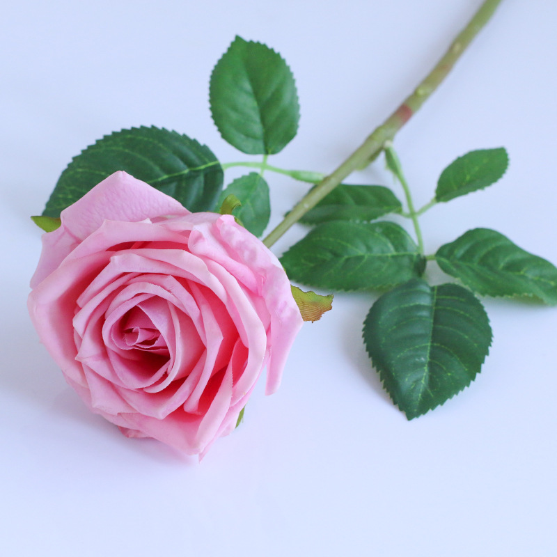 rosa autunnale