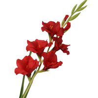 Dekorasi Rumah Pernikahan Biru-ungu Simulasi Sutra Berkualitas Tinggi Desain Tanpa Daun Gladiolus Lembut Batang Tunggal Gaya Nordik Instagram