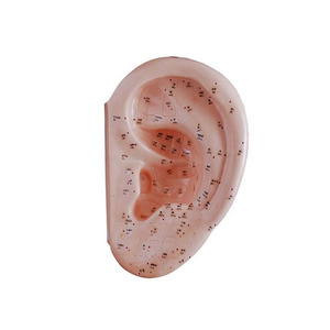 <span class=keywords><strong>Model</strong></span> pelatihan akupuntur sains medis <span class=keywords><strong>Model</strong></span> akupunktur telinga 40CM - Product Image 1