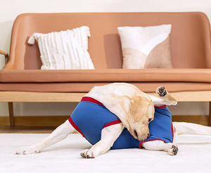 Großhandel Winter Protective Pet Bodysuit Chirurgische Erholungs weste für Katzen und Hunde mit Anti-Licking-<span class=keywords><strong>Shirt</strong></span> für Bauch wunden - Product Image 3