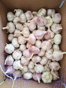 <span class=keywords><strong>Ail</strong></span> blanc frais de qualité supérieure, nouvelle récolte, de la marque Optimum, fournisseurs <span class=keywords><strong>chinois</strong></span>, prix de gros bas pour l'importation en vrac - Product Image 4