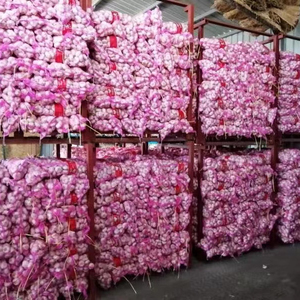 Chine Fournisseur d'origine Vente en gros de haute qualité Nouvelle culture Ail <span class=keywords><strong>frais</strong></span> blanc normal - Product Image 1