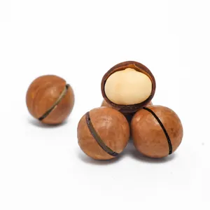 Wholesale High Quality Dried China Organic Macadamia Nuts
