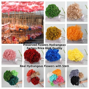 Fleurs et plantes préservées de haute qualité, fleurs d'hortensia Anna naturelles et réelles pour la décoration de la maison et des arrangements de mariage - Product Image 3