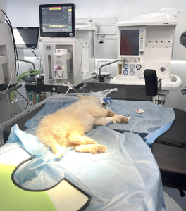 Veterinaire chirurgische instrumenten, anesthesiewerkstation, uitgebreide monitoring van dierlijke functies, anesthesiemachine - Product Image 4