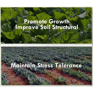 Compra a granel de fertilizante en polvo de aminoácidos enzimáticos orgánicos al precio bajo en agricultura para plantas - Product Image 4