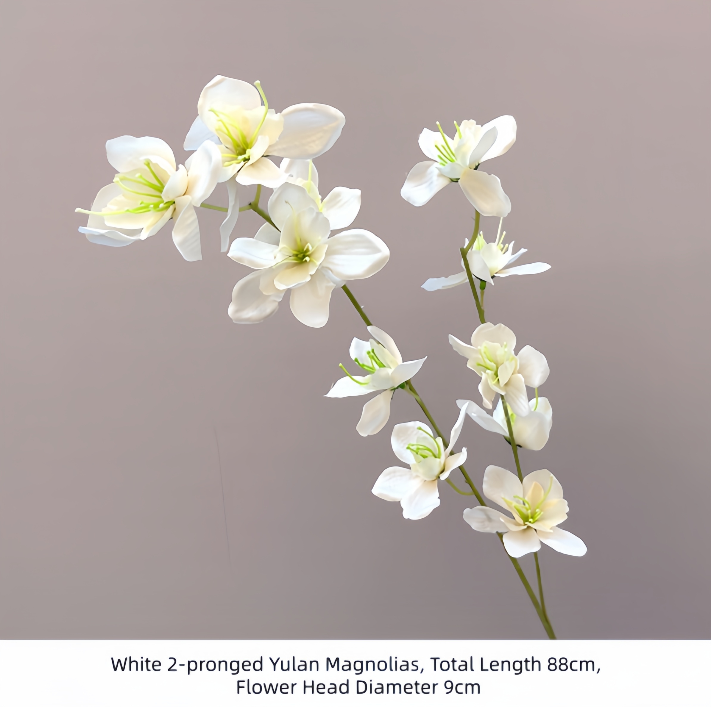 White 2-pronged Yulan Magnolias