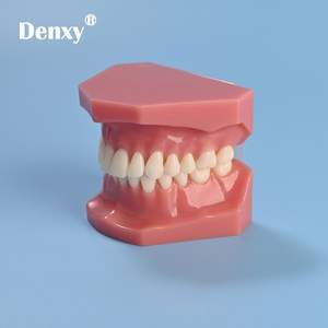 Modello dentale Denxy con staffa metallica legatura legatura catena elastica orto Typodont dentale per trattamento di dimostrazione ortodontica - Product Image 6