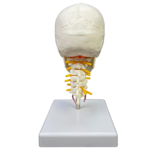 Modelo de Cráneo de 2 Partes con Vértebras Cervicales y Cerebro - Herramienta Educativa de Anatomía - Product Image 5