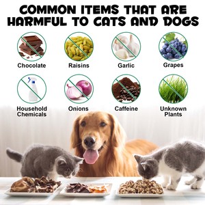 Compléments alimentaires pour animaux Oimmal, gel de <span class=keywords><strong>charbon</strong></span> actif pour les urgences et les premiers soins, pour chiens et chats, troubles digestifs occasionnels - Product Image 4