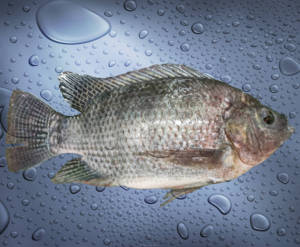 Peixe Tilápia Inteiro Congelado de Grande Tamanho Baixo Teor de Gordura Alto Teor de Proteína - Product Image 3