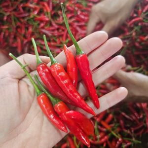 Chile fresco de alta calidad de Vietnam | Suministro mayorista de exportación de pimientos picantes verdes rojos orgánicos - Product Image 1