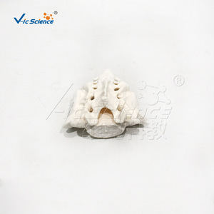 Modèle du Sacrum et du Coquecix Vic Education pour l'enseignement et la recherche - Product Image 3