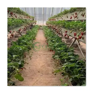 상업용 딸기 성장 채널 거터 성장 시스템 수직 성장 수경 딸기