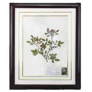Especímenes de herbario, ideales para decoración en la enseñanza de biología, cuadros decorativos, marco de 40 cm de ancho y 50 cm de largo. - Product Image 1