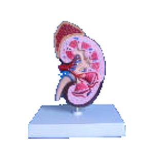 Modelo Anatómico de Riñón Humano para el Estudio del Sistema Urinario y Endocrino en Ciencias Médicas, Material PVC, Marca YUANZHOU, Hecho en China - Product Image 4