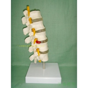 Five-segment lumbar vertebra model, spinal model, spinal girdles, intervertebral <b>discs</b>, nerve model, skeleton, thoracic - Product Image 2