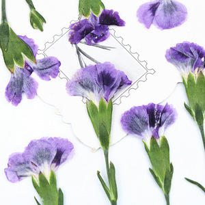 Mini-fleurs de carnation séchées pressées naturelles, fleurs de dianthus pour l'artisanat en résine DIY, décoration intérieure - Product Image 3
