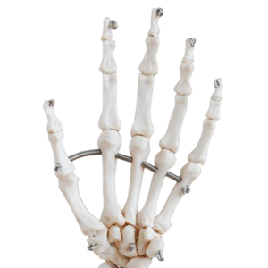 Modèle anatomique grandeur nature ADA ADA-113/ADA-114, articulations de la main, bassin, 5 vertèbres lombaires pour l'enseignement médical, démonstration de maladies - Product Image 3