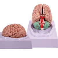 Modelo anatómico de cerebro humano de Venta caliente modelo de cerebro desmontable con arteria cerebral