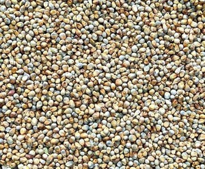 Graines de millet en promotion, riches en protéines, fibres et minéraux, pour la transformation alimentaire humaine et animale et le marché mondial de la vente en gros - Product Image 2