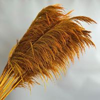 Rumput Pampas Besar Ekstra Lembut, Harga Pabrik, Terlaris, Alami, Kering, Buatan Tangan, Gaya Boho, Dekorasi Rumah untuk Hari Valentine