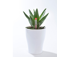 Arceau rond intelligent en plastique, arrosage automatique de jardin, décoration intérieure ou intérieure, Pot de plantes classique, vente en gros, usine