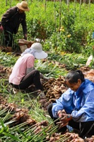 Gingembre jaune frais cru de 3 ans, soigneusement sélectionné, en gros morceaux solides, petit gingembre Huang naturel pour la cuisine et les épices