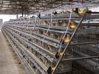 Nouvelle cage à batterie pour cailles de type H, 6 niveaux, galvanisée, HaoKai HK6-400, pour élevage de cailles pondeuses