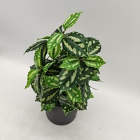 Plantes artificielles en pot en plastique OEM pour comptoir, Monstera en pot de céramique, décoration moderne pour jardin et maison, vert, très vendues en Europe