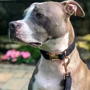 Love Dream Veet Set, laisse et collier de chien réglables doux et confortables avec boucle en métal robuste pour petits chiens de taille moyenne - Product Image 5