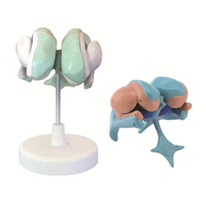 Modello Anatomico Educativo del Cervello: Talamo, Sistema Nervoso Centrale, Amigdala, Ventricolo - Product Image 2