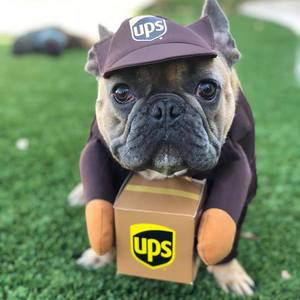 Disfraz de UPS para Mascotas, Traje de Transformación para Perros de Razas Medianas y Grandes, Ropa Divertida de Invierno con Accesorios en Caja, Paquete Marrón UPS - Product Image 4